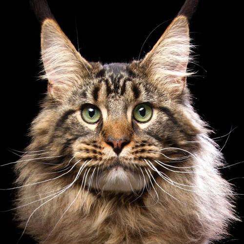 Maine Coon